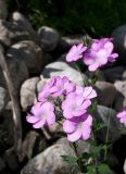 Linum hypericifolium. Соцветия. Кабардино-Балкария, Верхняя Балкария. 07.07.2009.