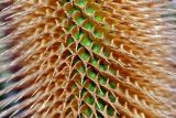 Image of taxon representative. Author is Виталий Гуменюк