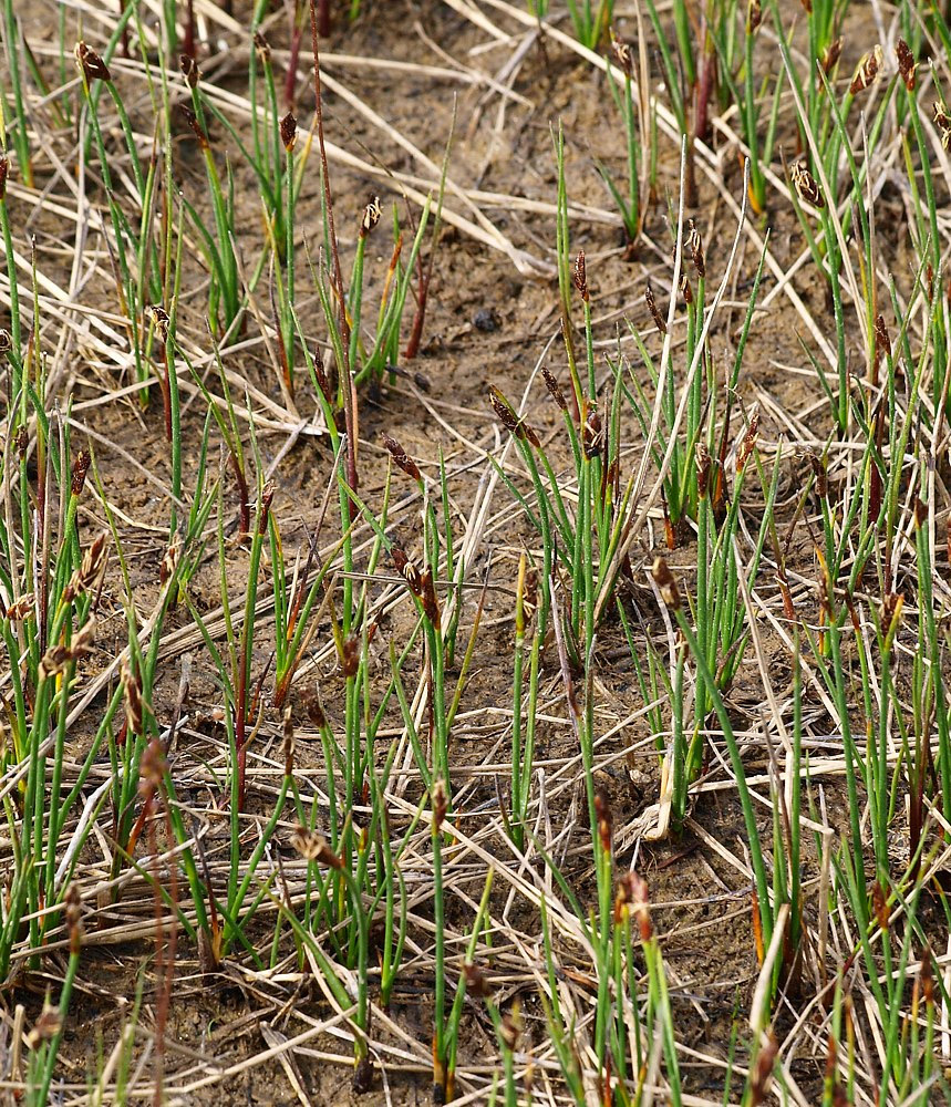 Image of Blysmus rufus specimen.