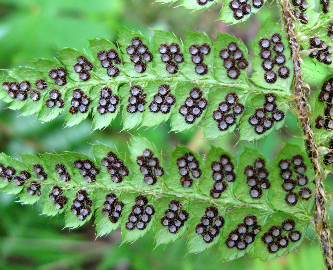 Изображение особи Polystichum braunii.