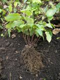 Epimedium pinnatum