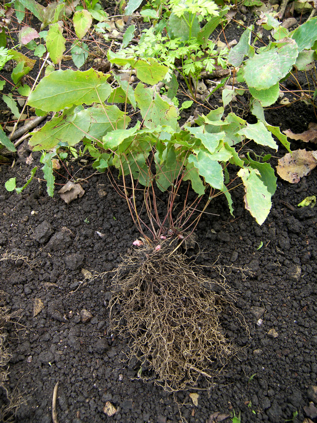 Изображение особи Epimedium pinnatum.