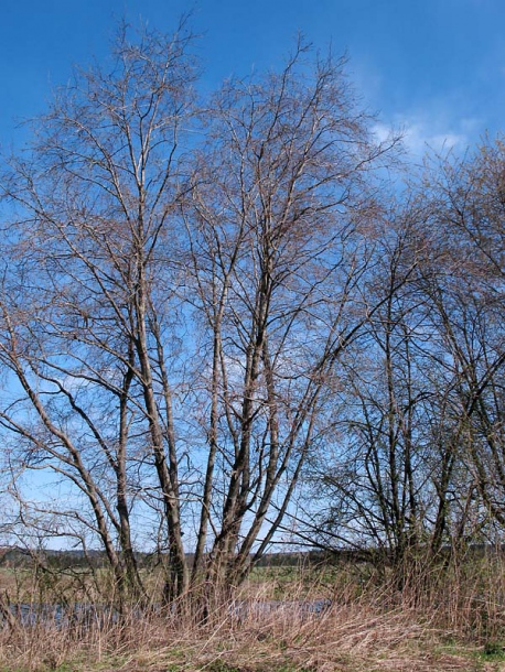 Image of Alnus incana specimen.