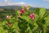 Lonicera chamissoi. Верхушки побегов с цветками. Сахалин, Тымовский р-н, река Пиленга, старая гарь в предгорьях Набильского хребта. 07.07.2011.