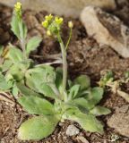 Draba nemorosa