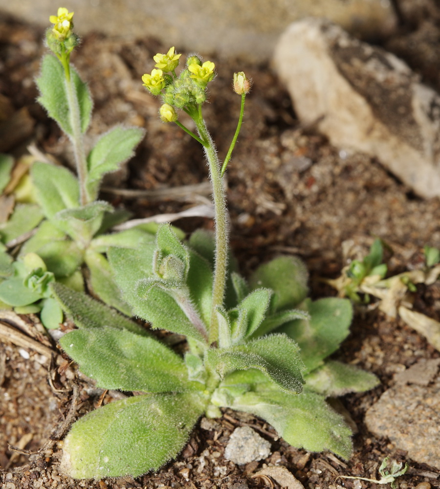 Image of Draba nemorosa specimen.