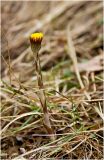 Tussilago farfara. Расцветающее растение. Красноярский край, Манский район. Начало мая 2011 г.