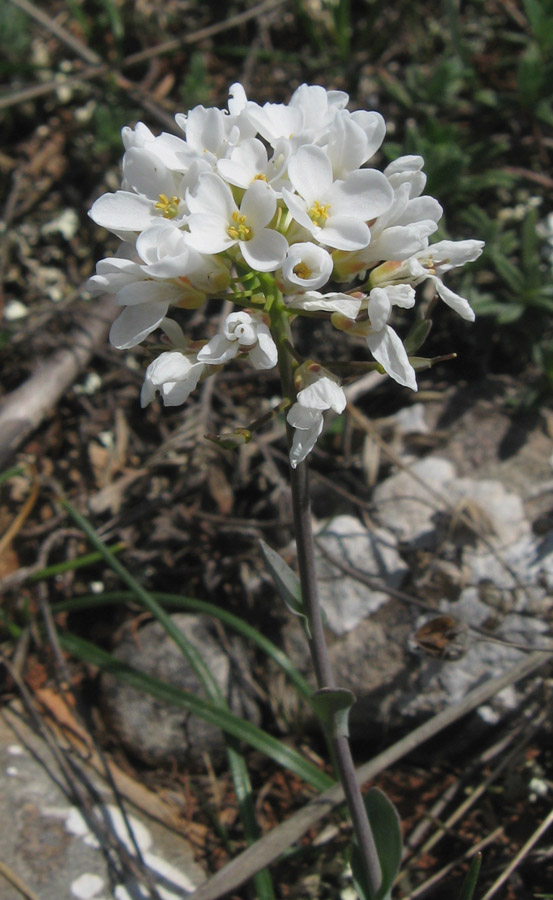 Image of Noccaea praecox specimen.