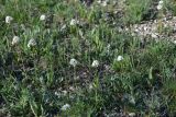 Valeriana tuberosa