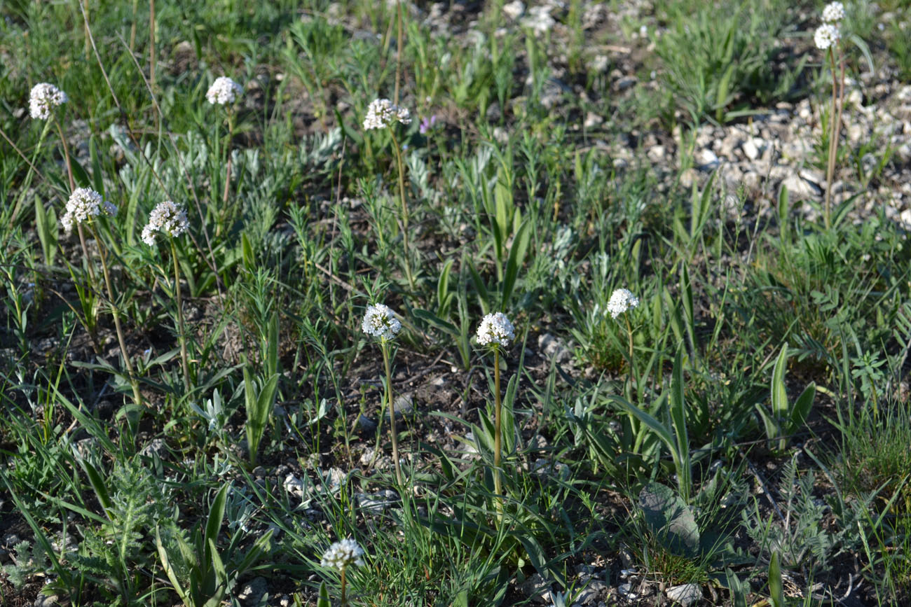 Изображение особи Valeriana tuberosa.