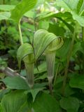 Arisaema triphyllum