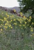 Sisymbrium polymorphum