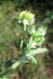 Potentilla recta