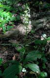 Platanthera × hybrida. Цветущее растение. Крым, южный берег, гора Кастель. 31 мая 2012 г.
