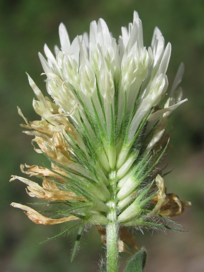 Image of Trifolium caucasicum specimen.