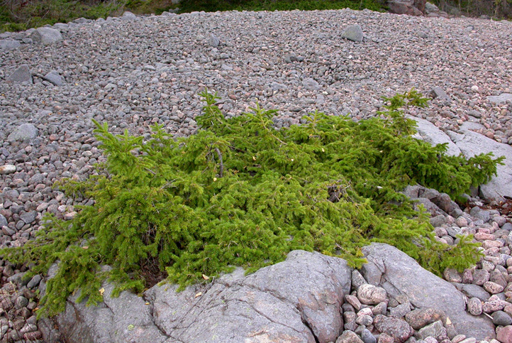 Image of Picea abies specimen.