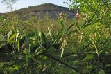 Lathyrus sylvestris