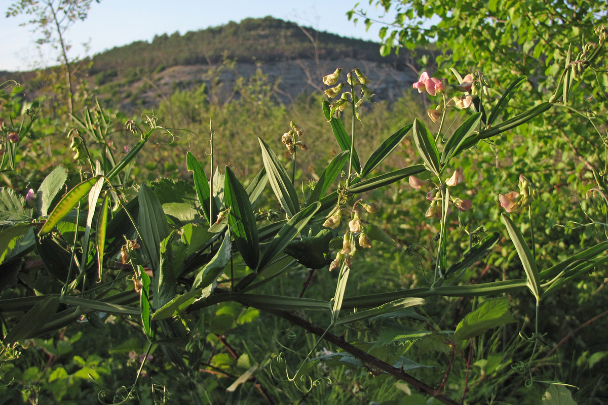 Изображение особи Lathyrus sylvestris.