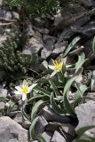 Tulipa turkestanica