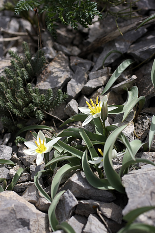 Image of Tulipa turkestanica specimen.