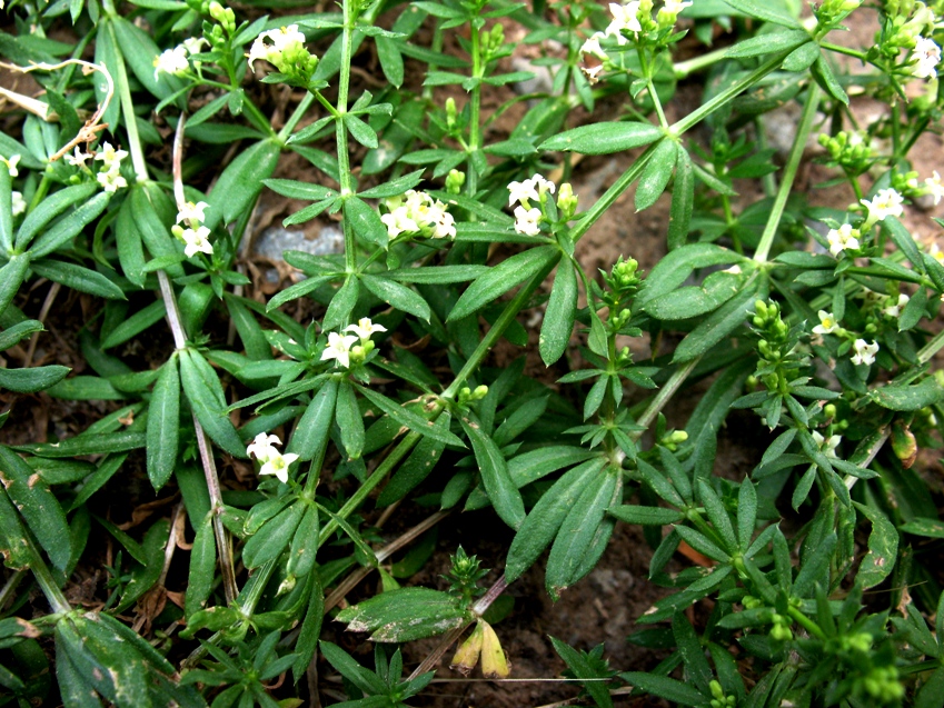 Изображение особи Galium humifusum.