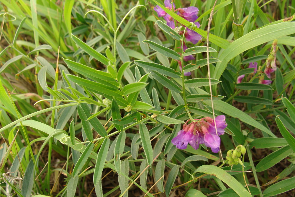 Изображение особи Vicia amoena.