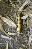 Phyllostachys aureosulcata. Часть корневища. Южный берег Крыма, пгт Партенит, ЛОК \"Айвазовское\". 26 августа 2012 г.