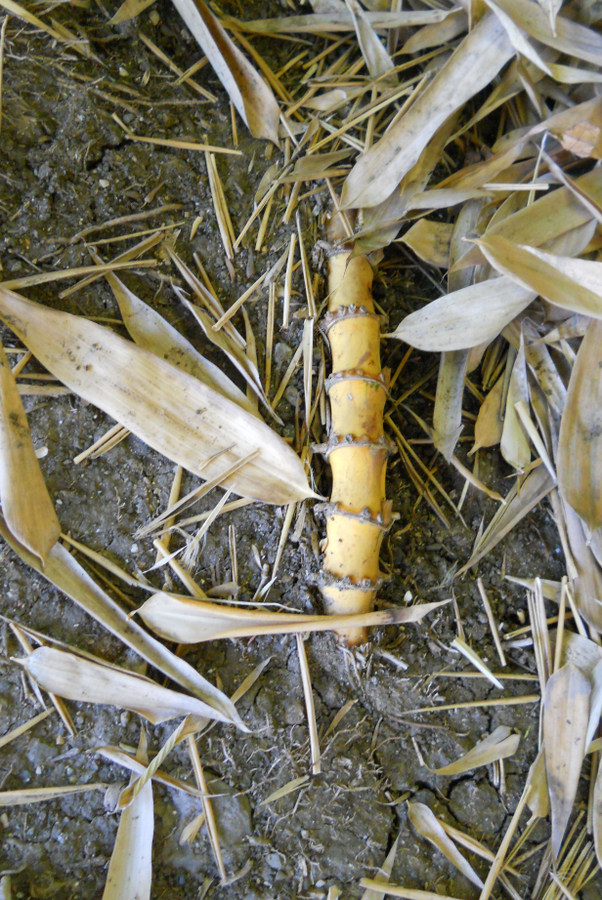 Изображение особи Phyllostachys aureosulcata.