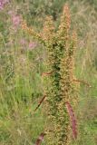 Rumex longifolius. Верхняя часть соплодия. Мурманск, 20.08.2008.