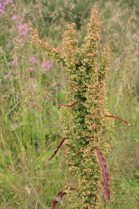 Изображение особи Rumex longifolius.