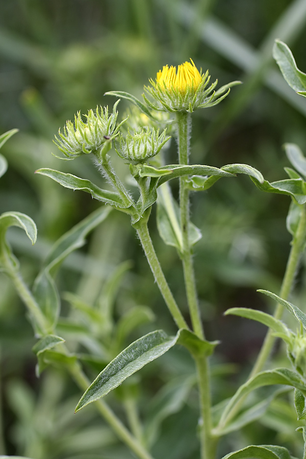 Image of Inula britannica specimen.