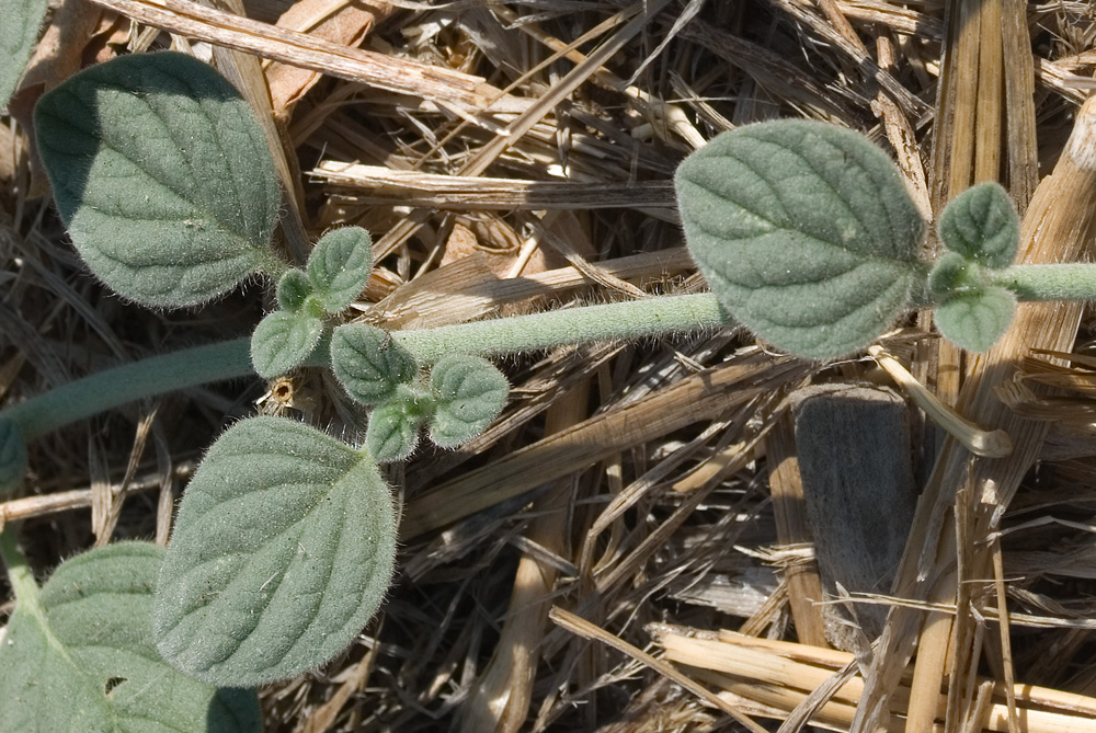 Изображение особи Heliotropium hirsutissimum.