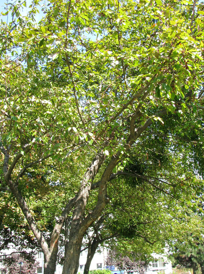 Image of Malus domestica ssp. cerasifera specimen.