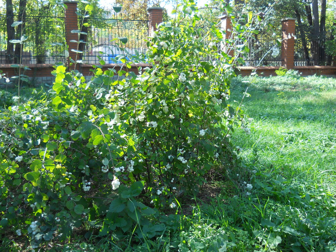 Image of Symphoricarpos albus var. laevigatus specimen.