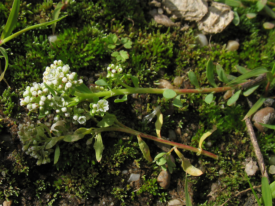 Изображение особи Corrigiola litoralis.