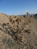 Cirsium sorocephalum. Плодоносящее растение. Азербайджан, Лерикский р-н, окр. пос. Госмальян. 18.09.2012.