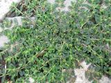 Euphorbia maculata. Цветущее растение. Венгрия, г. Будапешт, набережная Дуная. 01.09.2012.