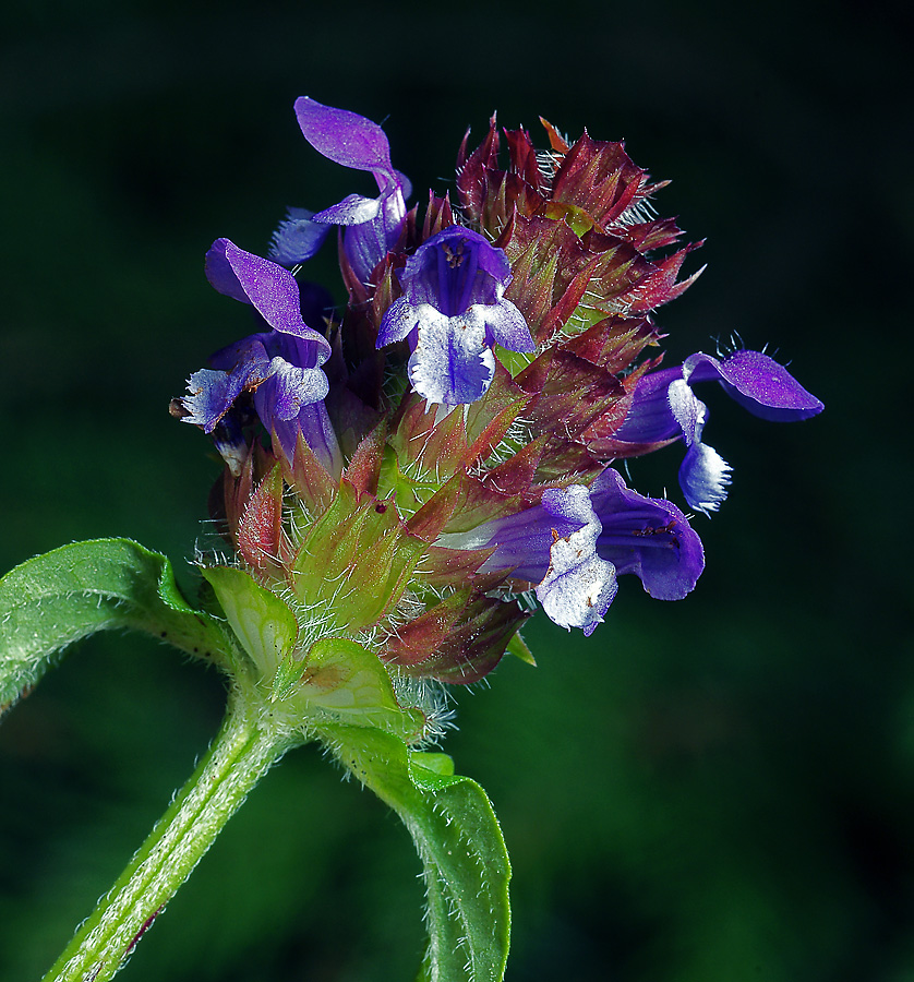 Изображение особи Prunella vulgaris.