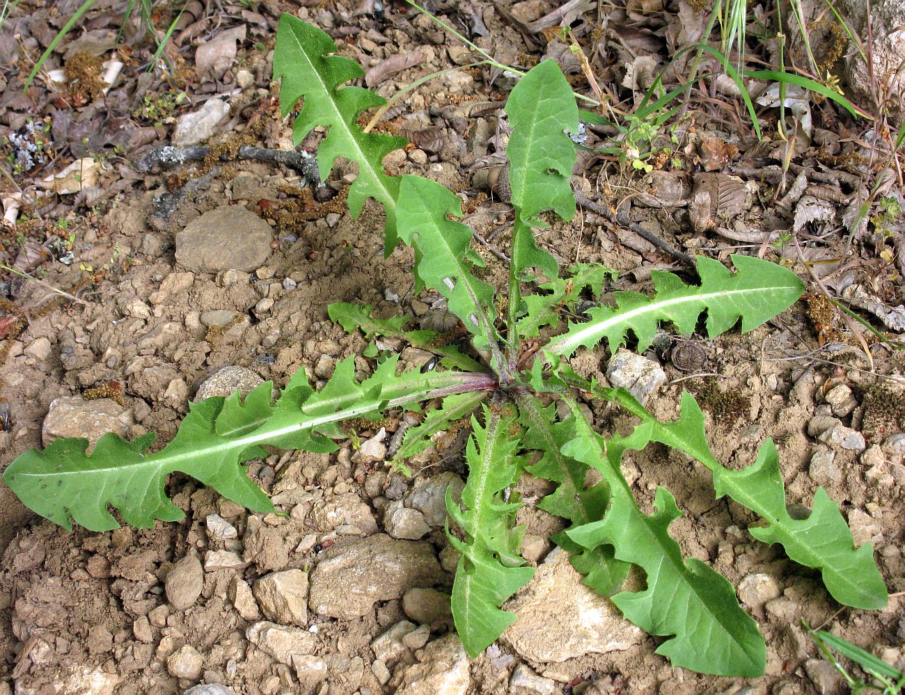 Image of genus Taraxacum specimen.