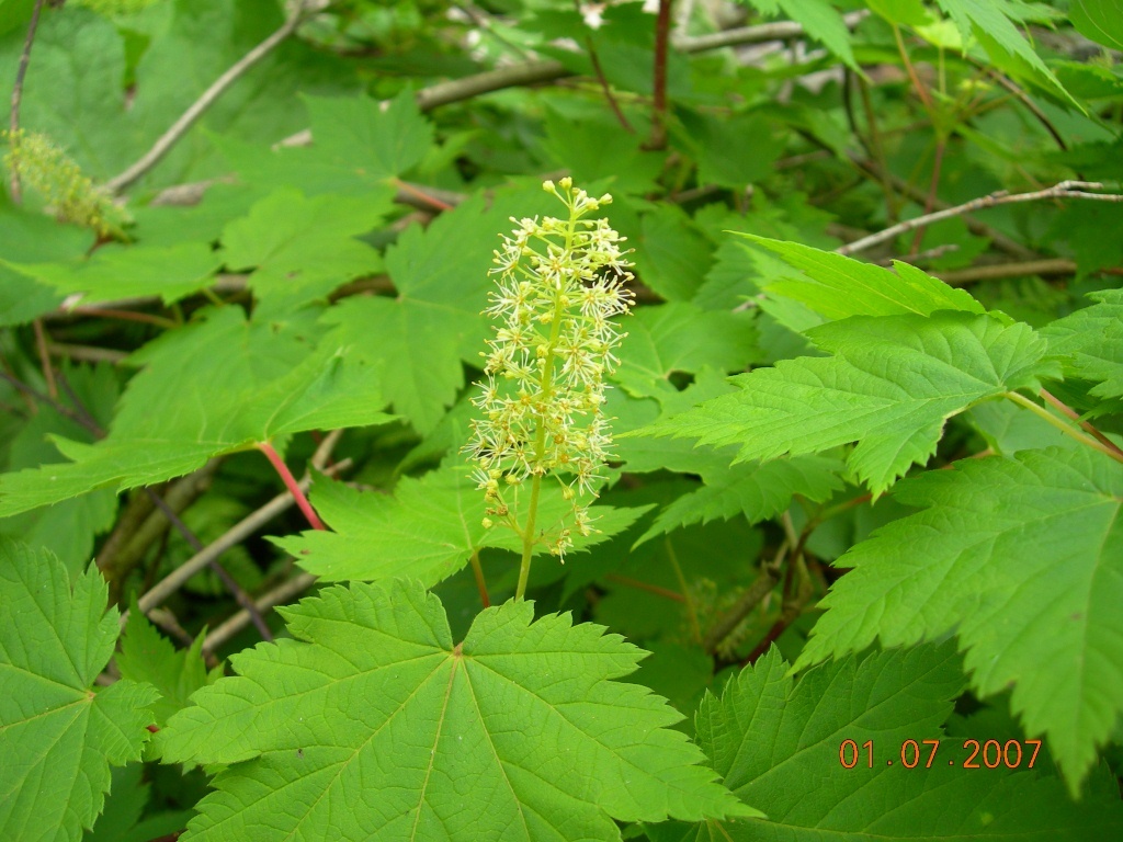 Image of Acer ukurunduense specimen.