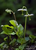 Moneses uniflora. Цветущее растение; на заднем плане - зацветающая Orthilia secunda. Архангельская обл., Соловки, о. Бол. Соловецкий, ельник зеленомошный. 29.06.2012.