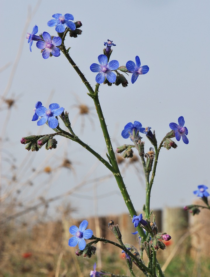 Изображение особи Anchusa strigosa.