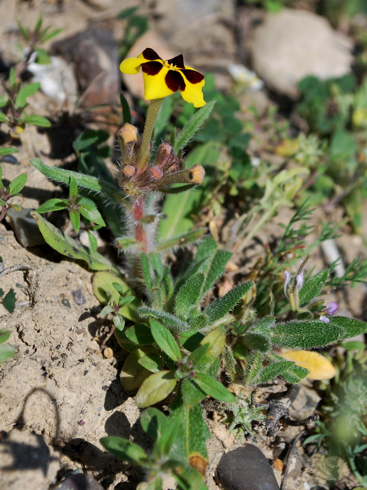 Изображение особи Arnebia coerulea.