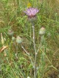 Jurinea pseudocyanoides