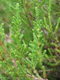 Calluna vulgaris. Веточки. Украина, Львовская обл., Бориславский горсовет, пгт Сходница, луг на склоне. 11.08.2012.