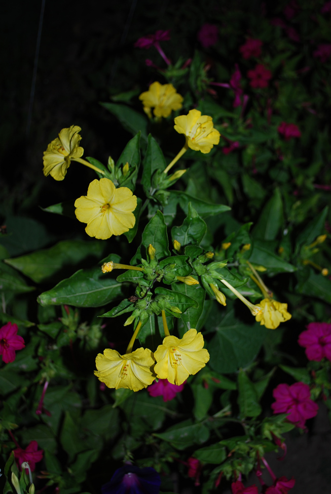 Изображение особи Mirabilis jalapa.