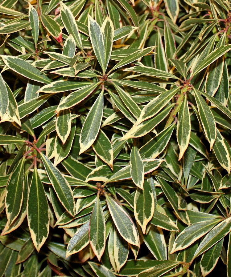 Image of Pieris japonica specimen.