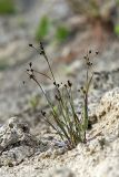 Luzula multiflora