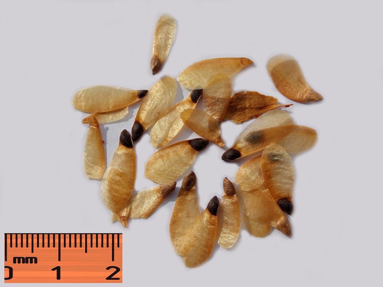 Image of Picea asperata specimen.