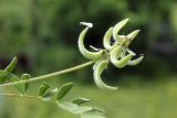 Astragalus campylotrichus. Соплодие. Узбекистан, г. Ташкент, археологический памятник Актепа Юнусабадский. 23.04.2013.